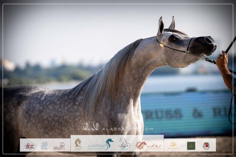 صور مقتطفة من اليوم الثاني لبطولة عجمان 2024 للخيل العربية الأصيلة