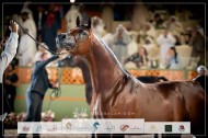 صور مقتطفة من اليوم الختامي لبطولة عجمان 2024 للخيل العربية الأصيلة