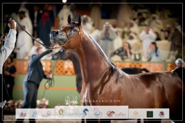 صور مقتطفة من اليوم الختامي لبطولة عجمان 2024 للخيل العربية الأصيلة