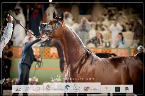 صور مقتطفة من اليوم الختامي لبطولة عجمان 2024 للخيل العربية الأصيلة