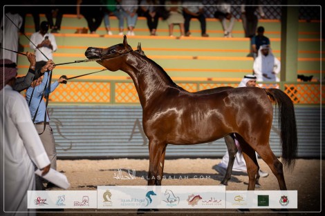 النتائج النهائية بالصور لبطولة عجمان 2024 لعروض الخيل العربية الأصيلة