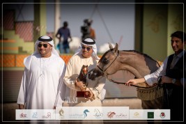 مربط دبي ينال جائزة المزرعة الرائدة و ذهبيتان وفضية في بطولة عجمان للخيل العربية 2024