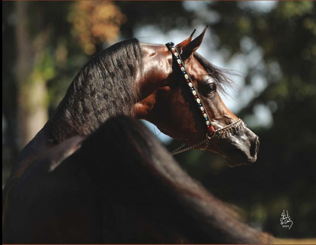 مروان الشقب