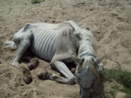 Authorities: horse starved to death