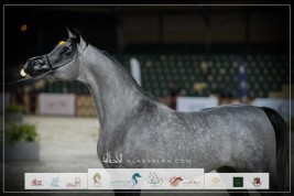 النتائج النهائية وصور بطولة كأس المربين السعوديين 2024 للجواد العربي