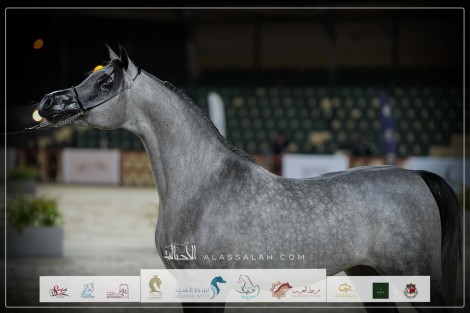 النتائج النهائية وصور بطولة كأس المربين السعوديين 2024 للجواد العربي