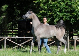 انتاج مربط دبي يلمع بالذهب للمهرة «دي شهلة» في بطولة كأس الساحل الغربي الدولية ببلجيكا 2013