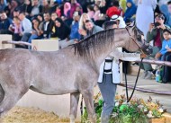 انطلاق بطولة سوق واقف الدولية الخامسة للخيل العربية الأصيلة