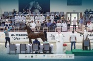 مزاد الشارقة للخيول العربية ينجح بتحقيق 1.1 مليون من المبيعات