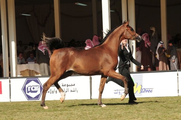 أصايل المرابط السعودية تواصل حصد الألقاب في بطولات أوربا