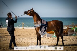 النسخة الرابعة لبطولة الظفرة للخيول العربية تنطلق يوم الخميس