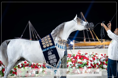 صور مقتطفة من بطولة الظفرة 2024 للخيل العربية الأصيلة