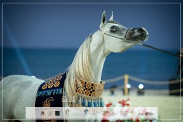 النتائج النهائية بالصور لبطولة الظفرة 2024  للخيل العربية الأصيلة