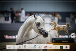 بطولة دبي الدولية للجواد العربي في 22 مارس