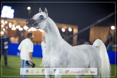 صور مقتطفة من اليوم الثاني لبطولة مهرجان الأمير سلطان عبدالعزيز العالمي للجواد العربي 2024