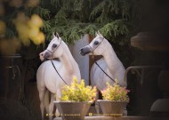 بطولة الشراع الدولية للخيل العربية تنطلق بنادي العين مساء غد الأحد