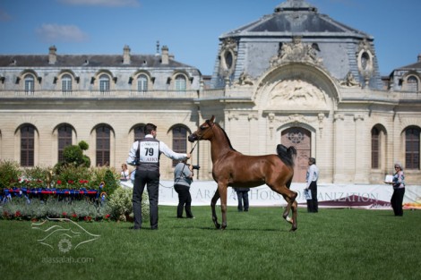 صور متفرقة من اليوم الختامي لبطولة شانتلي لجمال الخيل العربية الأصيلة ٢٠١٣